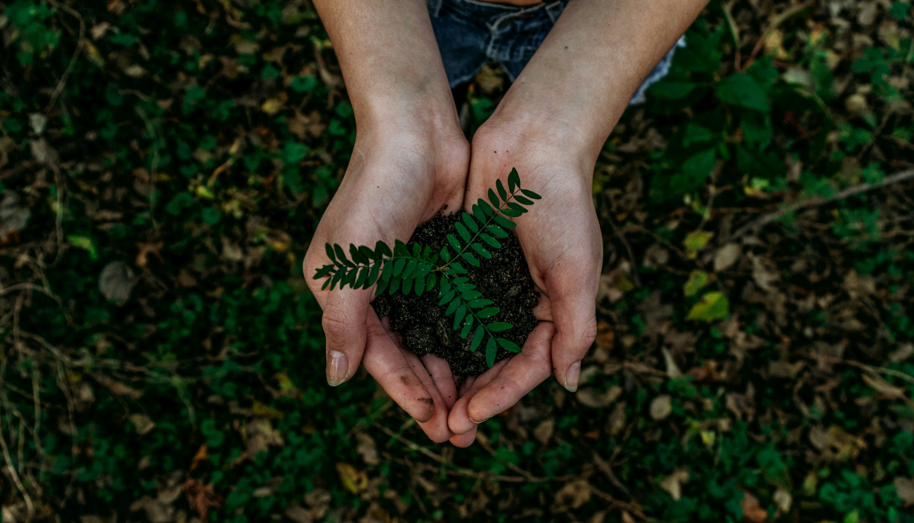 Jed Villejo - Unsplash